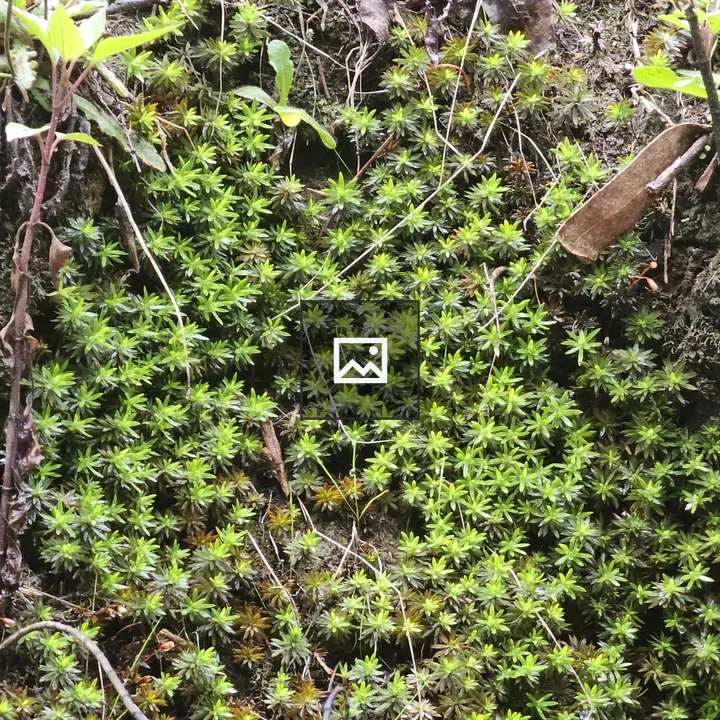 Star-shaped moss close-up