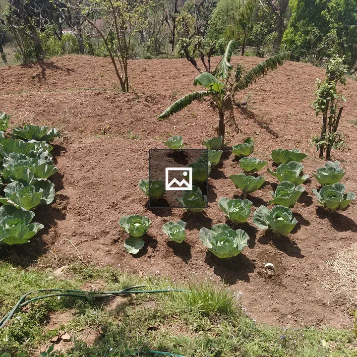Cabbage Plants in Garden Bed