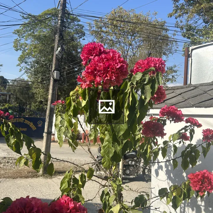Pink blossoms with electricity pole