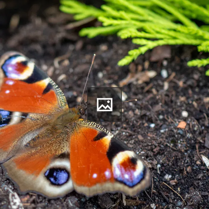European peacock butterfly on ground