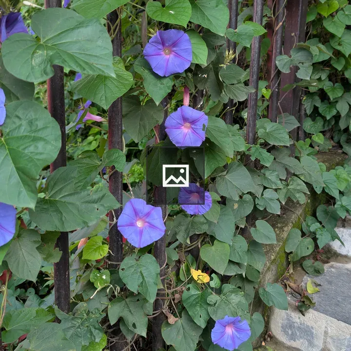 Purple morning glory on fence