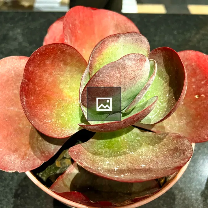 Paddle Plant succulent close-up