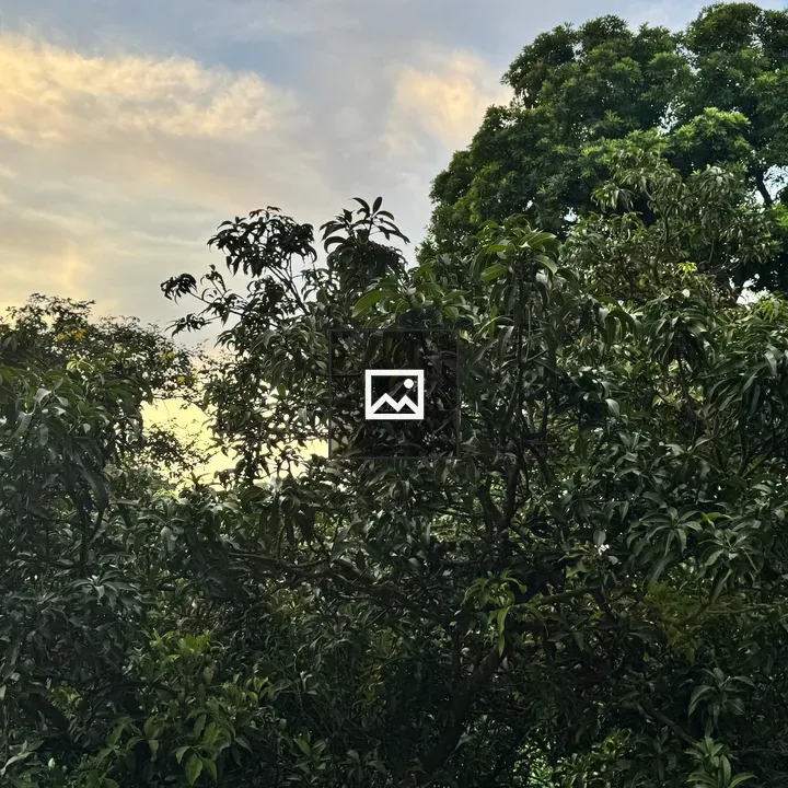 Tall trees against evening sky