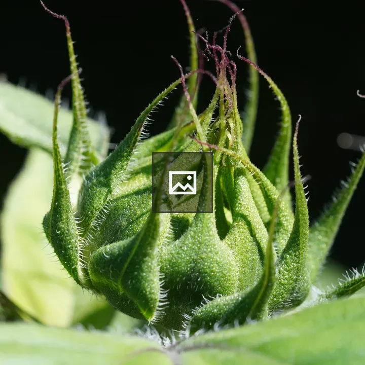 Sunflower Bud Close-up