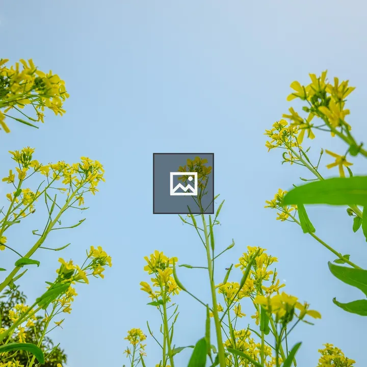 Yellow flower with blue sky
