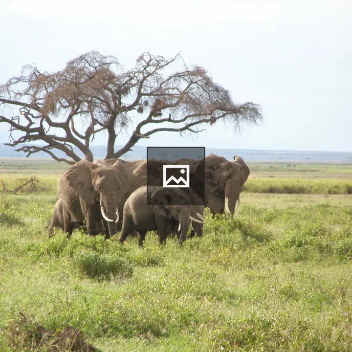 Elephants in Africa
