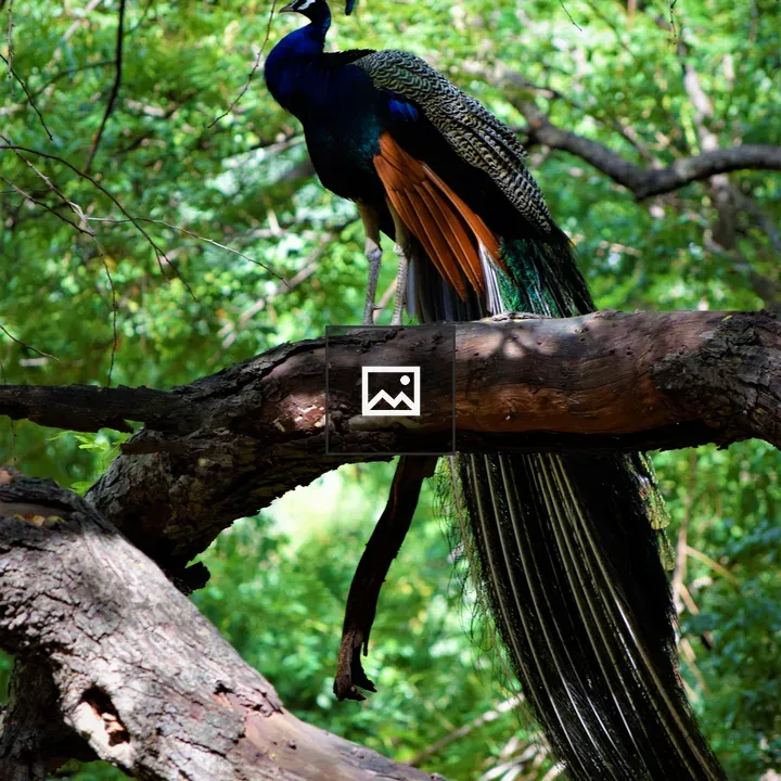 Resting peacock on a tree branch