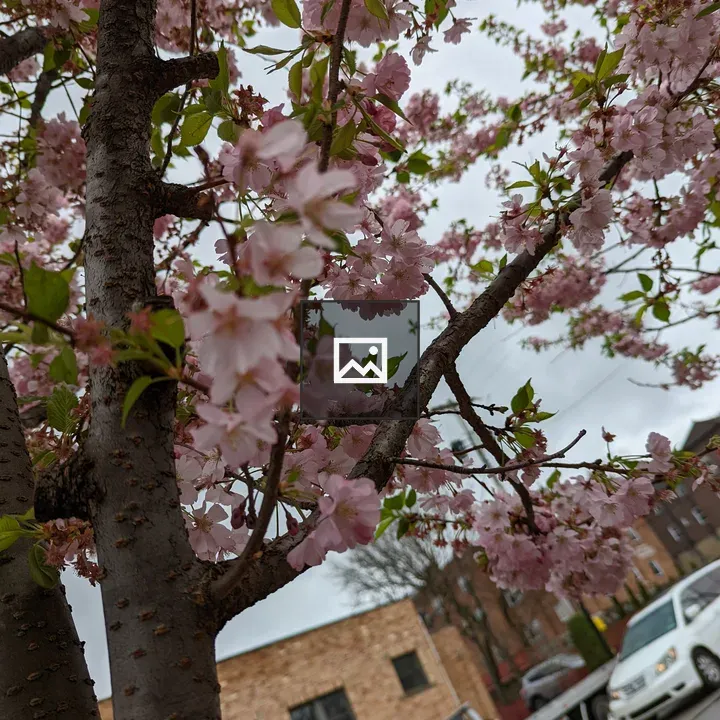 Pink buds on tree branches