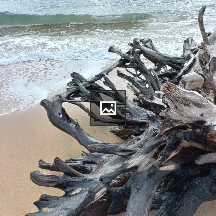 Log on a beach