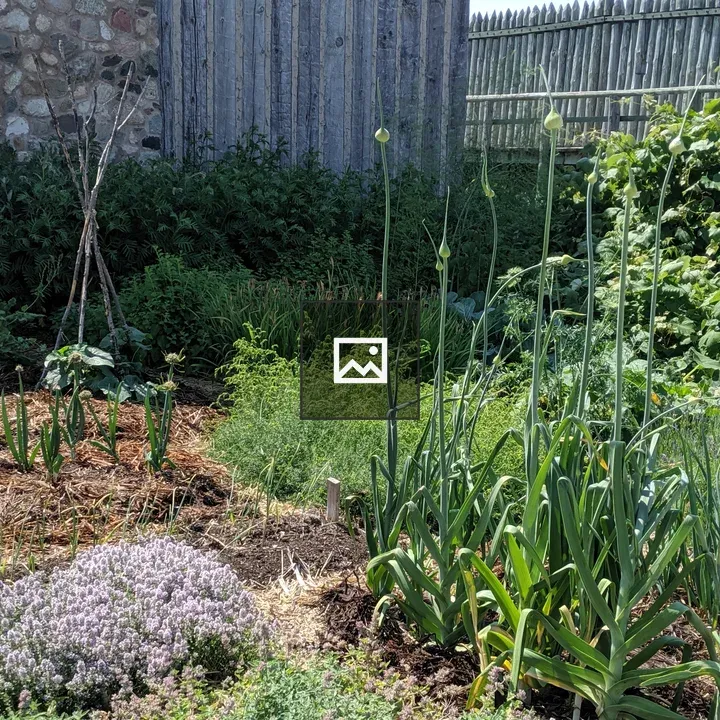 Colonial American garden