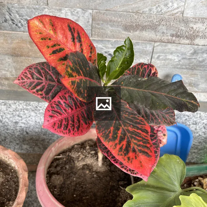 Close-up of vibrant houseplant leaves