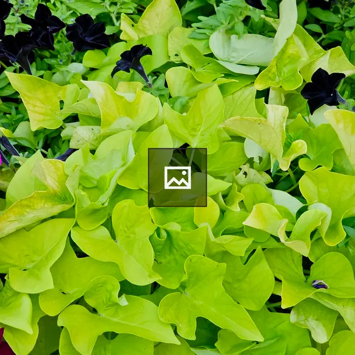 Black petunias with lime leaves