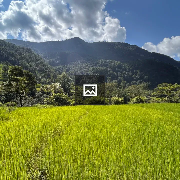 Rice field toward the hills