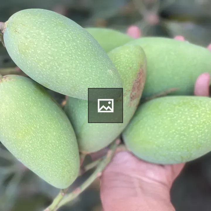 Handful of Green Mangoes
