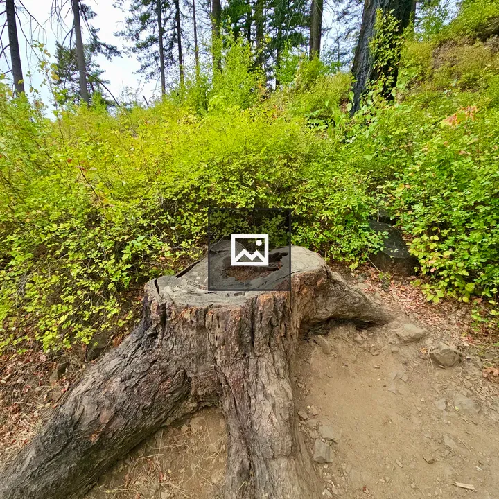 Weathered tree stump beside trail