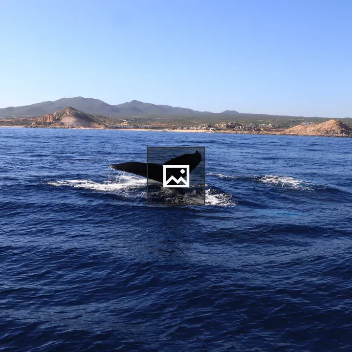 Whale Tail Lifting in Coastal Ocean