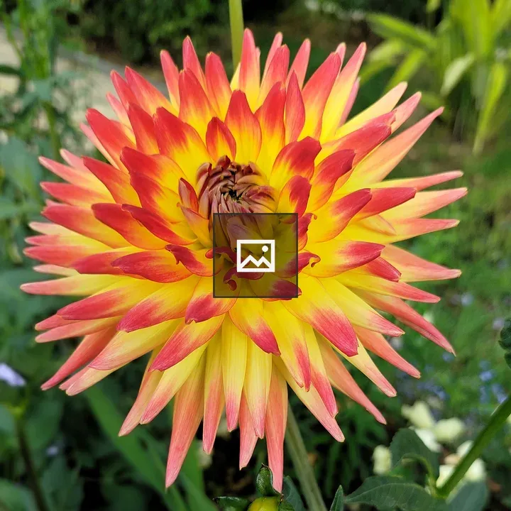 Dahlia Flower - Red and Yellow