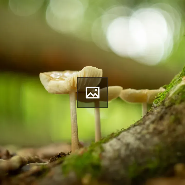 Mushrooms near Tree Base