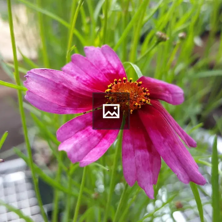 Aging pink flower