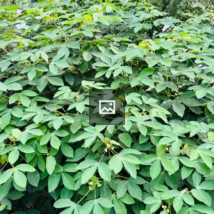 Cassava Plants Top-Down View
