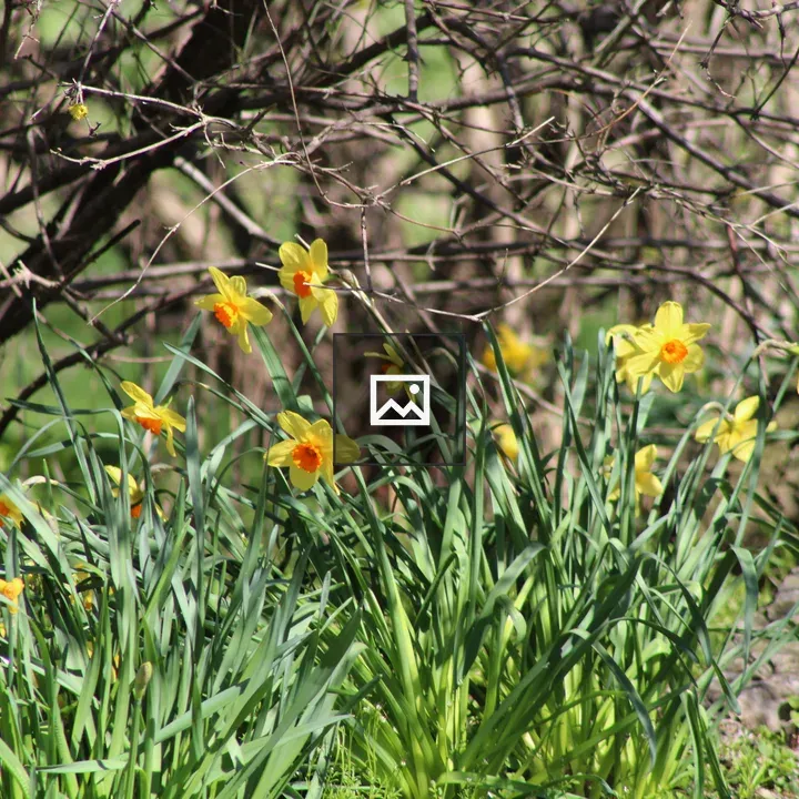 Daffodils in Rochester
