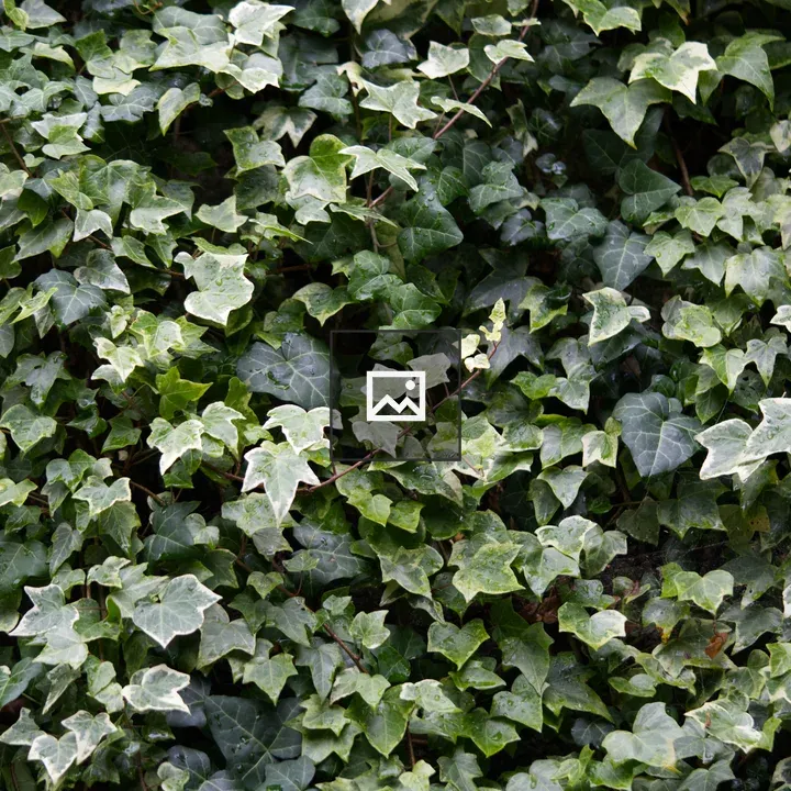 Ivy Wall Display