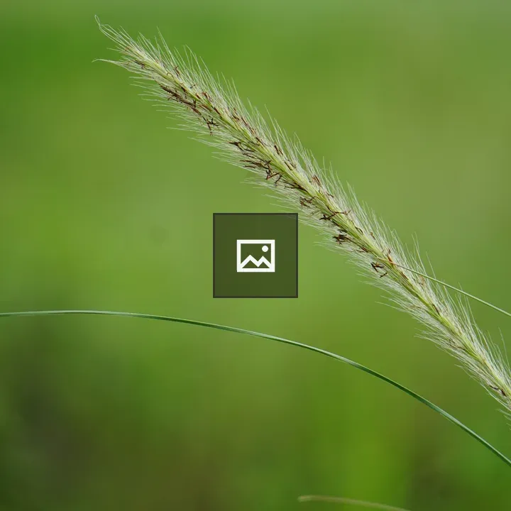 Close-up Seed Head in Grass