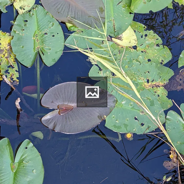 Lilypads in Clear Water
