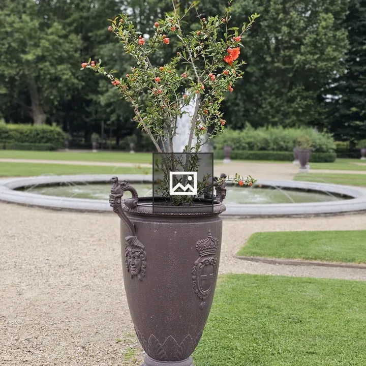 Pomegranate Plant in Ornate Pot