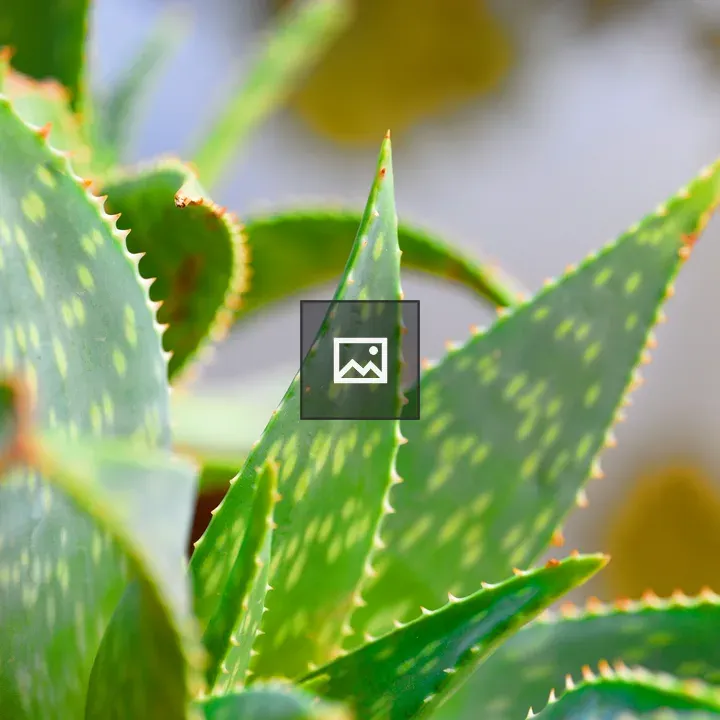Aloe plant close-up