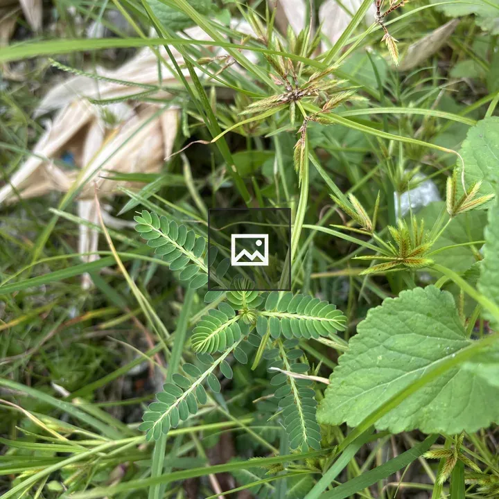 Close-up of green grasses