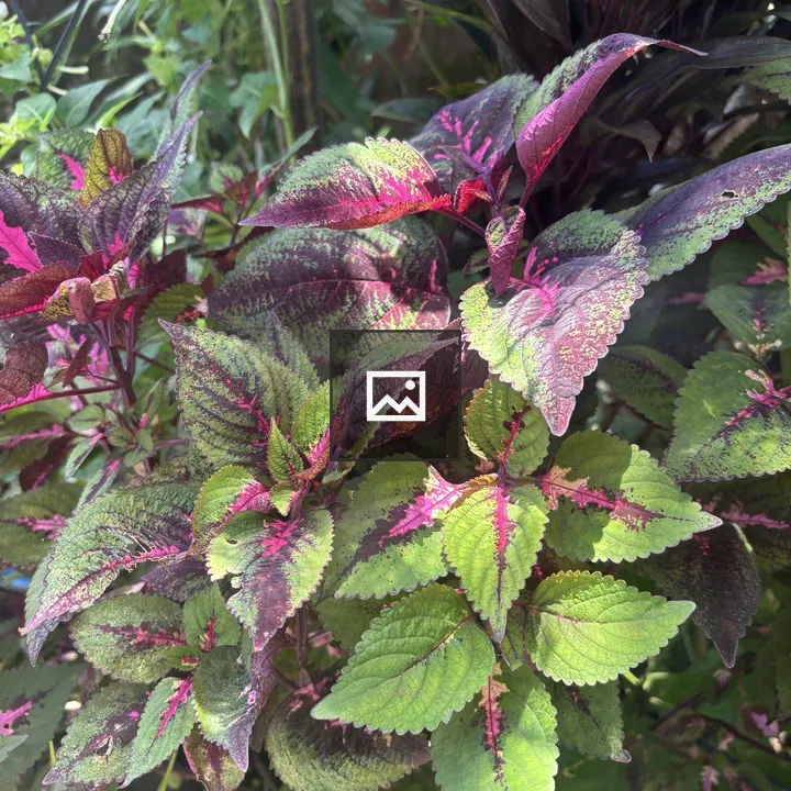 Close-up Leaves in Green, Purple, Pink