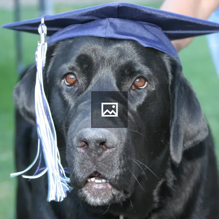 Dog with Graduation Cap Looking Ahead