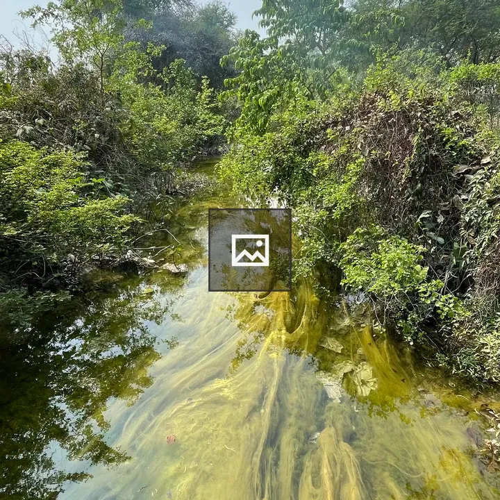 Water canal with green algae