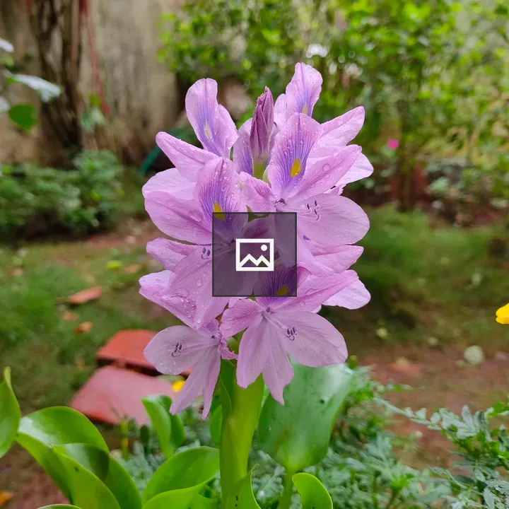 Water hyacinths in garden