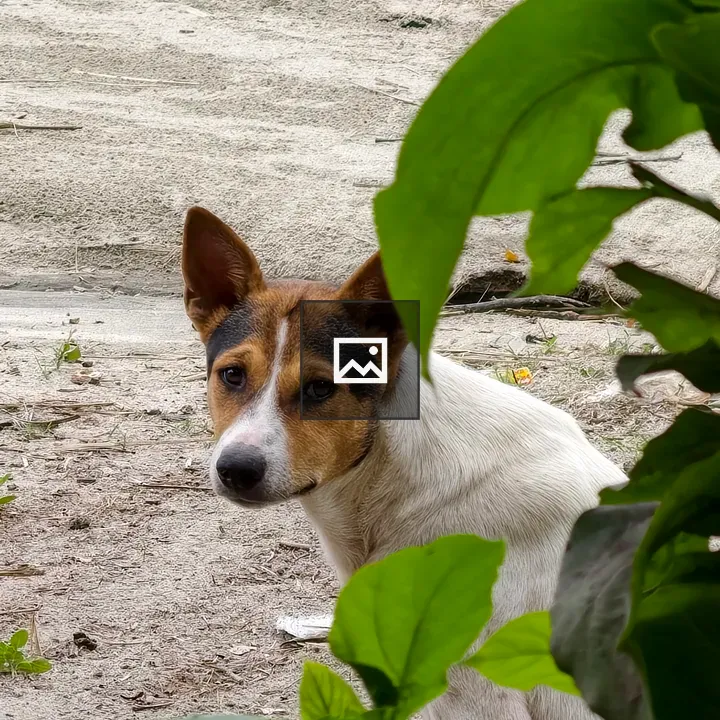Dog among green leaves