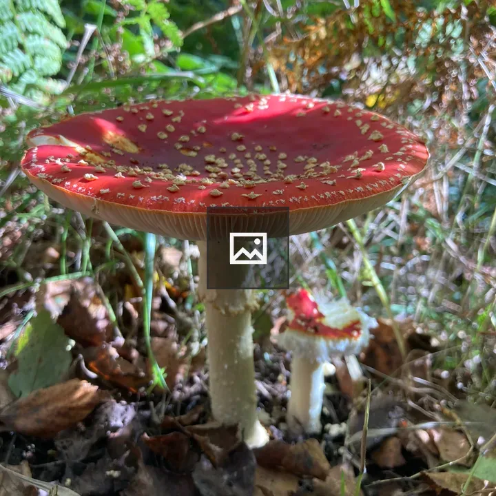 Amanita muscaria in forest