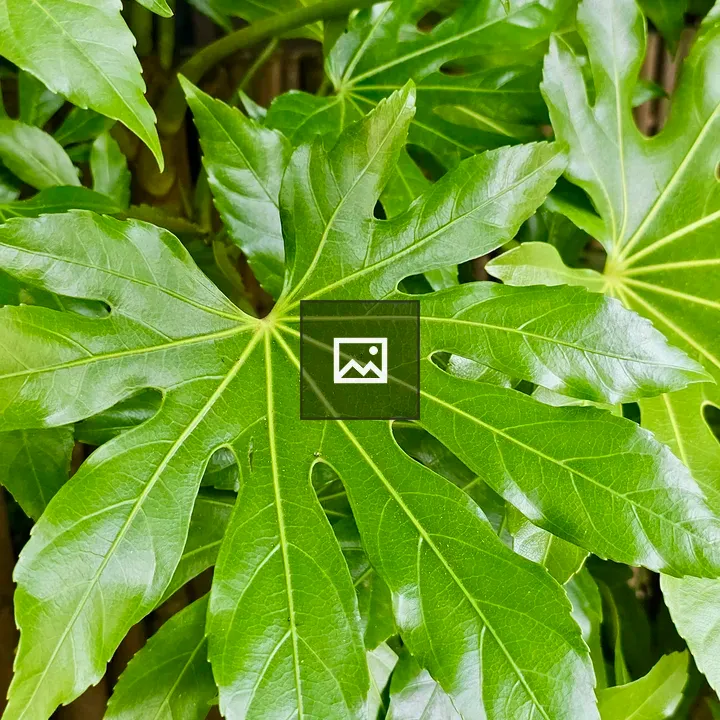 Japanese Aralia Leaf
