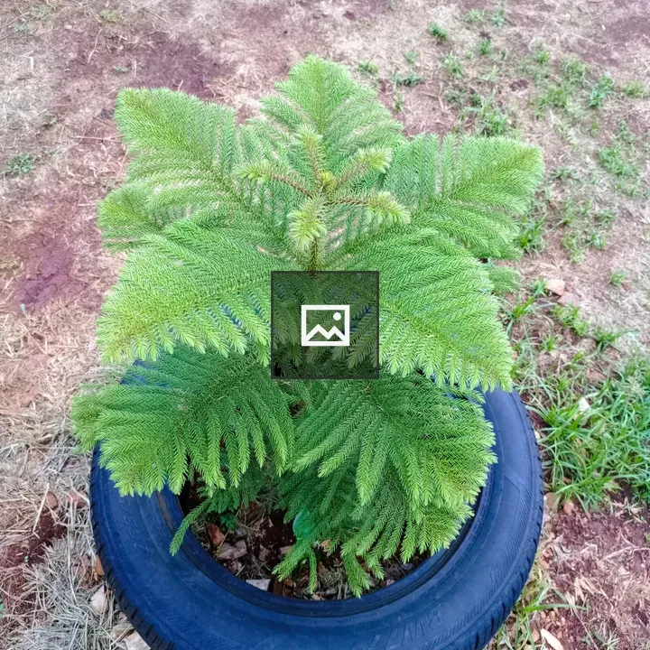 Pine Tree in Tire Planting