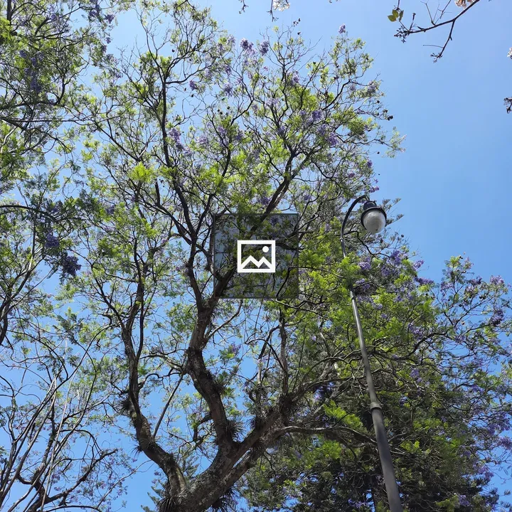 Canopy with Purple Flowers Scene
