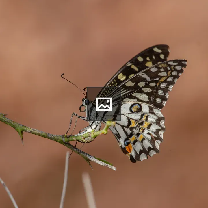 Lime butterfly on branch