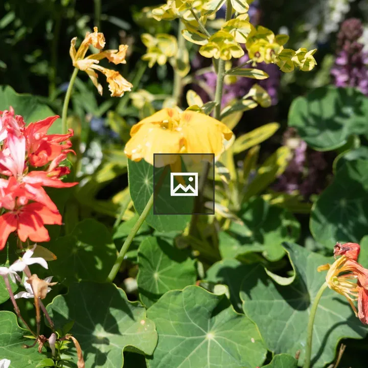 Flowers in Green and Orange