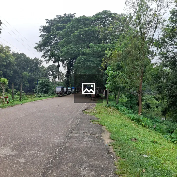 Quiet road with trees and vehicles