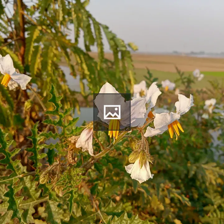 Cluster of white flowers with yellow centers