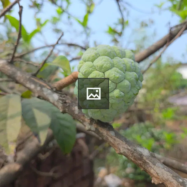 Cherimoya on Branch