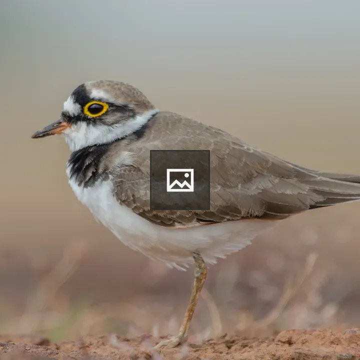A Little Ringed Plover on Ground