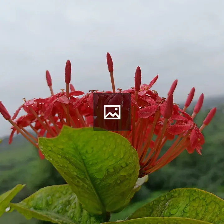 Red Flowers with Raindrops