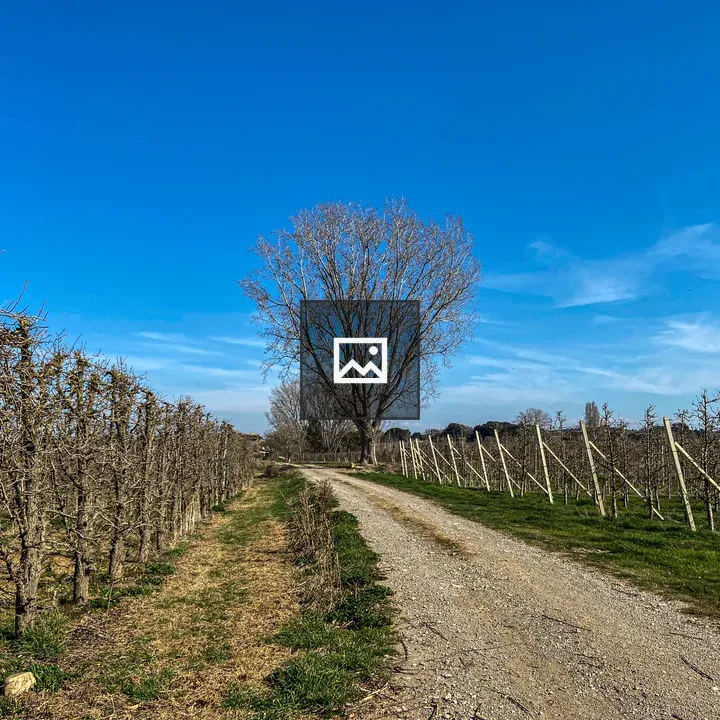Dirt Path Through Vineyard