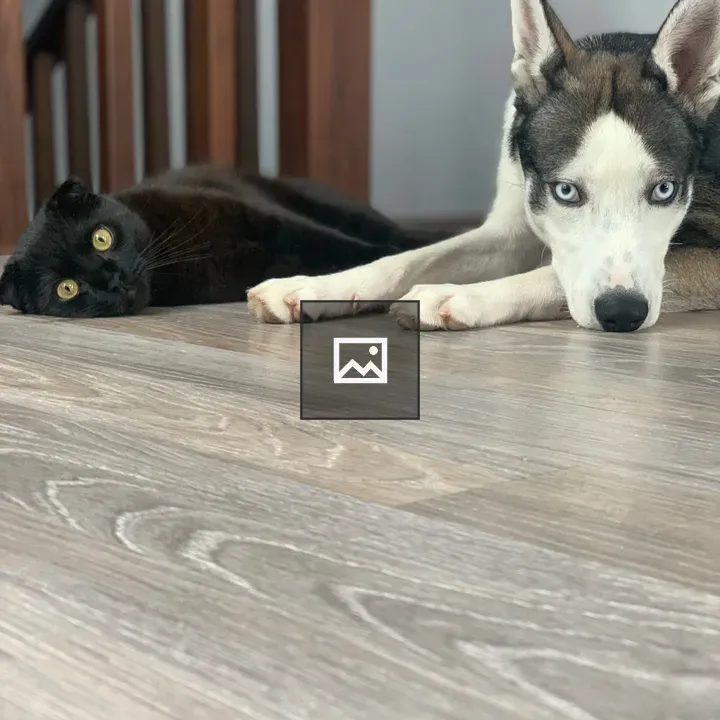 Lazy cat and dog