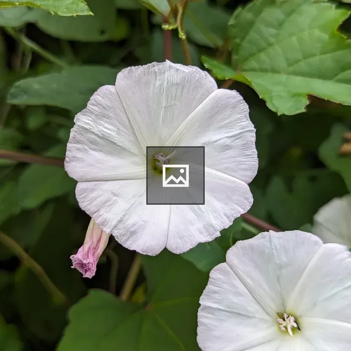 Two white circle flowers in bloom